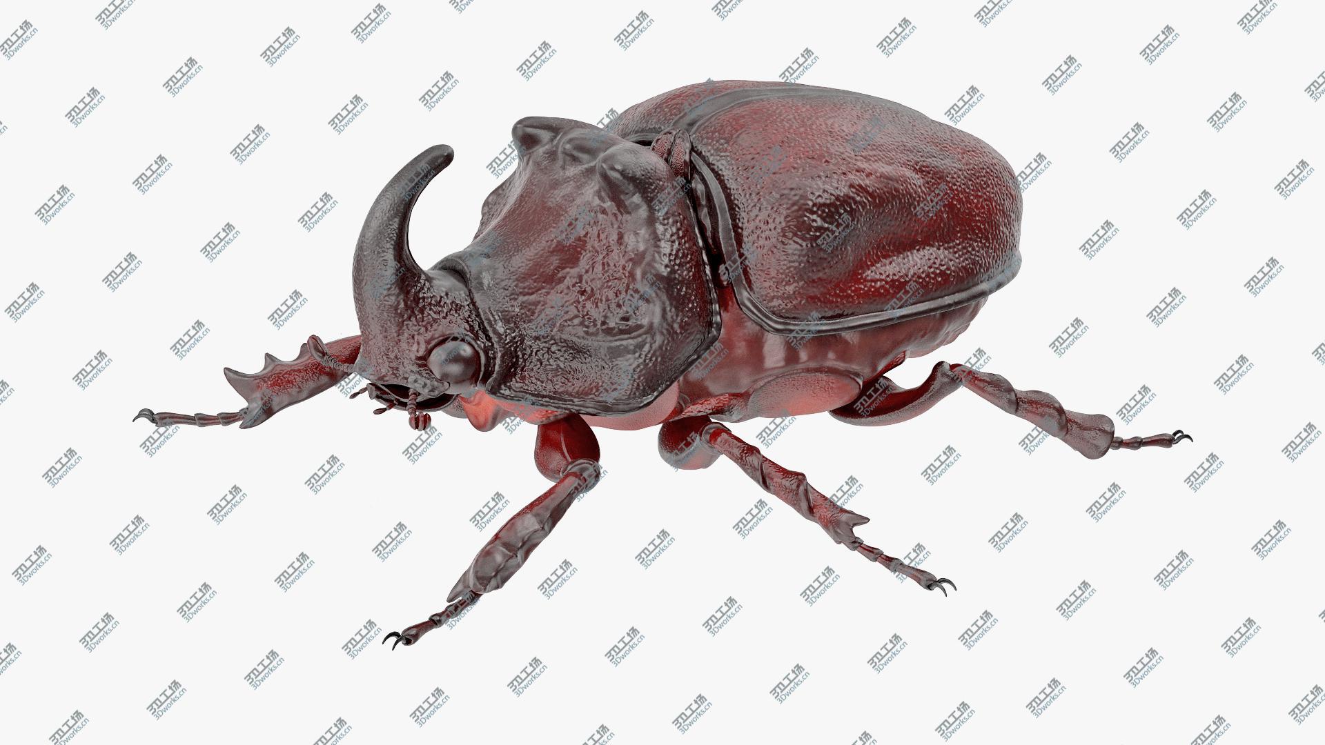 images/goods_img/202104023/Oryctes Nasicornis Rhinoceros Beetle Standing 3D model/2.jpg